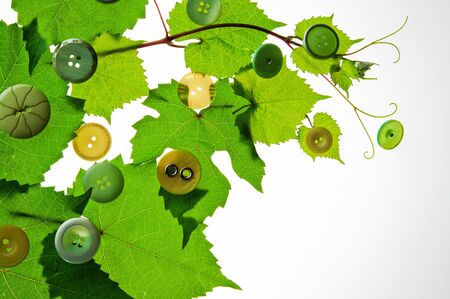 grape leaves and buttons on a white background, accessories for textilesの写真素材