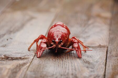 boiled crawfish on wet wooden surface  front view