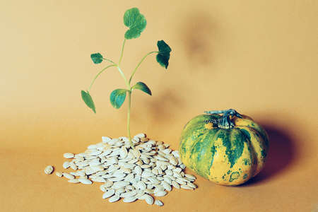 a round pumpkin and a handful of seeds from which the plant germinates on a yellow backgroundの写真素材
