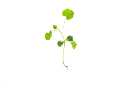 green young process with roots on a white backgroundの写真素材