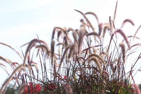 spikelets of wheat in summerの写真素材