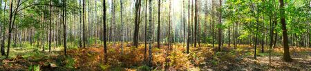 Beautiful forest in autumn with bright sun shining through the trees - wide panoramic view.