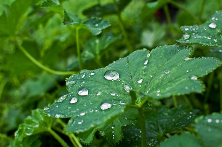 green leaves covered with raindrops