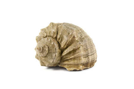 biege sea shell isolated against white background