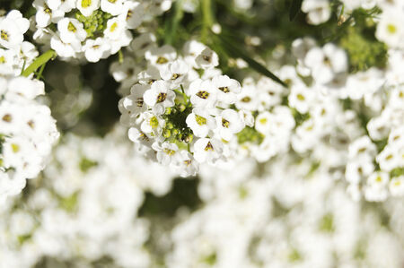 close-up of white flowers over blurred backgroundの写真素材