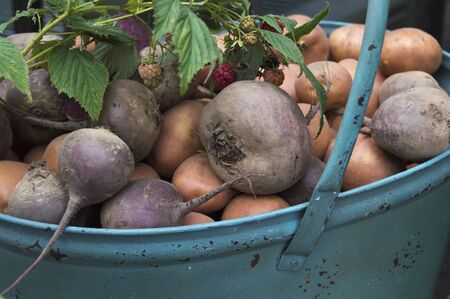 potatoes, beet and raspberry branch in blue weathered bucket