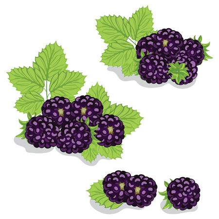 Berries are sweet blackberry closeupのイラスト素材