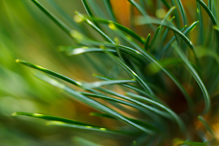 Green grass close-up. Macro shot