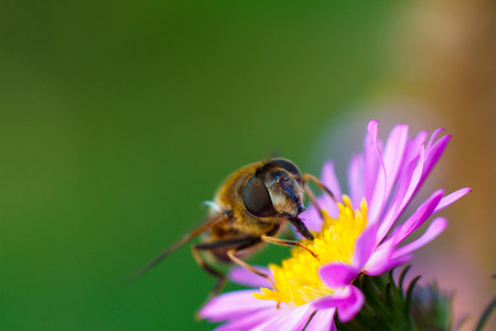 Bee on purple flower. Shallow depth of field