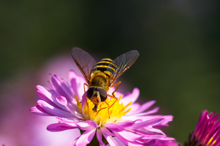 Bee on purple flower. Shallow depth of field