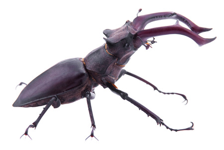 Lucanus cervus. Stag beetle on a white background.