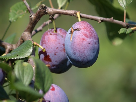 Ripe prunes at a branch before harvestの写真素材
