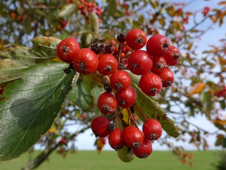 Red berries with green leaves on a tree