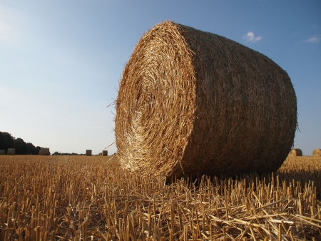 Harvested cornfieldの写真素材
