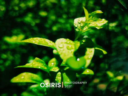 Green leaves with water drops. Nature background. Selective focus.の写真素材
