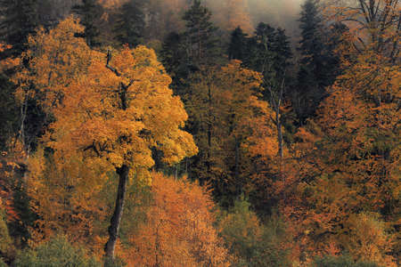Autumn Forestの写真素材
