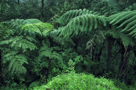 Cloud Forestの写真素材