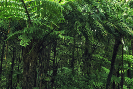 Tree Ferns Rainforest