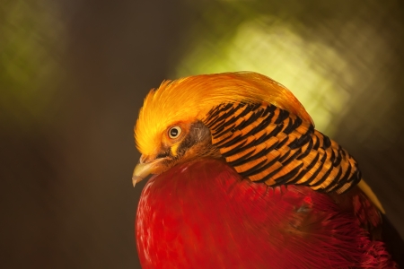 Golden Pheasantの写真素材