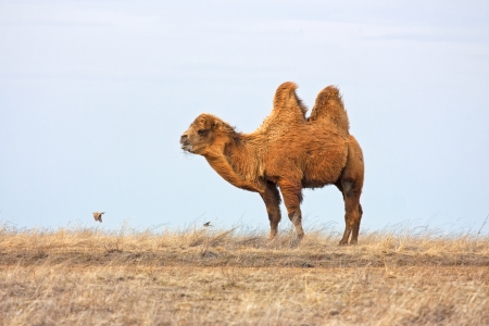 Bactrian Camelの写真素材