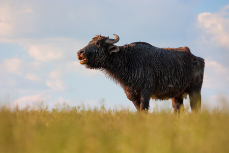 Mooing Water Buffaloの写真素材