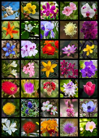 Flowersの写真素材