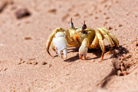 Close-up crab on the sand on the shore of the Red Seaの写真素材