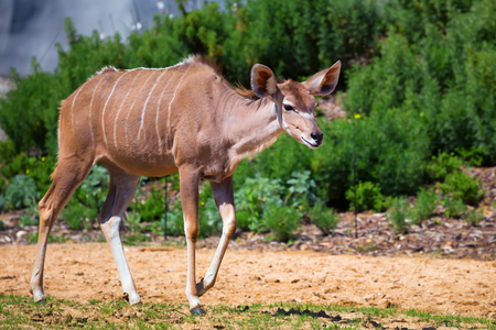 Female greater kudu (Tragelaphus strepsiceros) in Paris zooの写真素材
