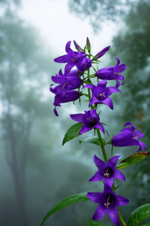 Macro of bellflower in bloom with dew drops の写真素材