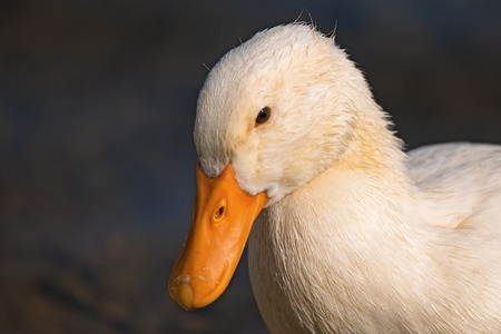 Close-up photography of white domestic duck on a farmの写真素材