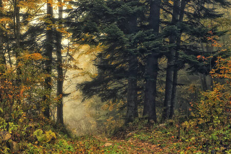 Beautiful forest view. Scenic landscape of autumn wood.の写真素材