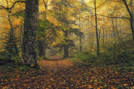 Mysterious forest from very old fairy taleの写真素材