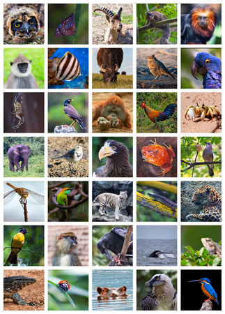 Collage made of set including 35 different animalsの素材 [FY31035418789]