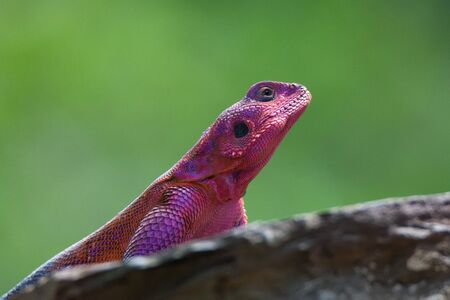 Mwanza flat-headed rock agama ( Agama mwanzae ) sitting on a rockの写真素材