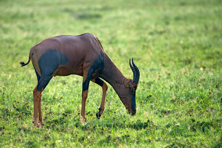 Topi ( Damaliscus korrigum) is grazing in national parkの写真素材