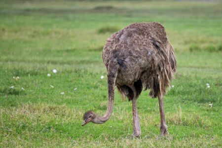 Female African ostrich ( Struthio camelus ) is grazing in savannaの写真素材