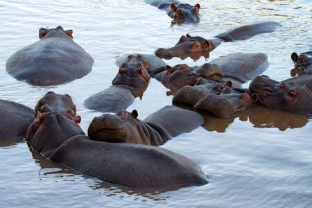 Family of hippos is having rest in river Mara, Kenya