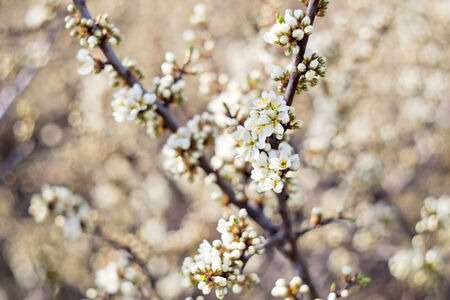 Wallpaper with blossoming of blackthorn in springの写真素材