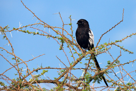 Magpie shrike ( Urolestes melanoleucus ) is sitting on a branch of a treeの写真素材