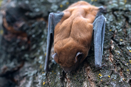 Common noctule ( Nyctalus noctula ) is sleeping on a treeの写真素材