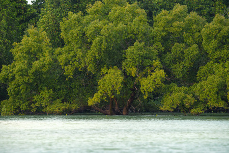 Scenic mangrove forest with lush foliage and ocean