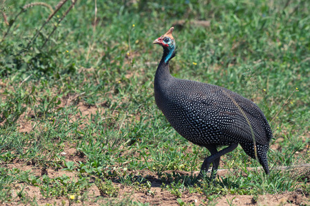 Guineafowl ( Numida meleagris ) walking in savanna in African national parkの写真素材