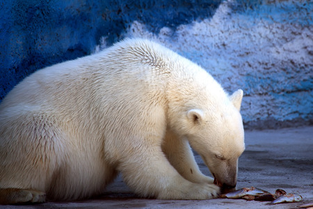 Polar bear eating fresh fish in the zooの写真素材