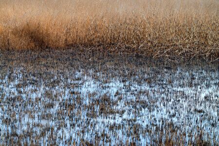 Landscape of swamp with water surface and reedの写真素材