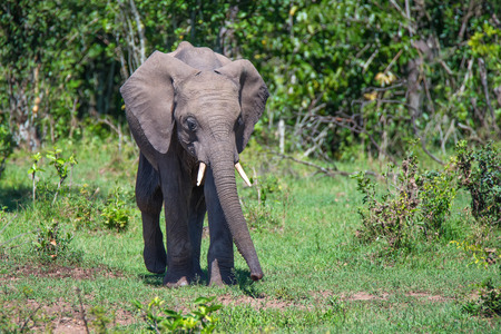 Cub of African elephant ( Loxodonta africana ) is walking in Masai-Mara national parkの写真素材