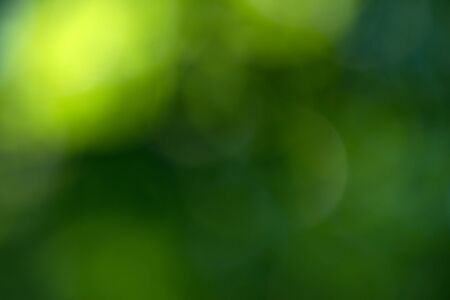 Green abstract bokeh background created in forestの写真素材