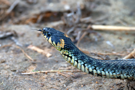 Grass snake (Natrix natrix) is hunting in natural environmentの写真素材