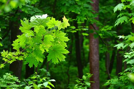 Close-up maple leaves on a wood backgroundの写真素材