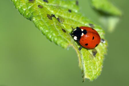 Ladybug is creeping on a green plant leaf