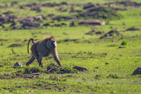 Olive baboon  Papio anubis  in wild natureの写真素材